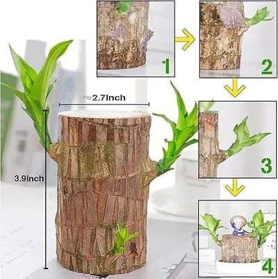 lucky Brazilian Wood, Brazilian Lucky Wood plant, Eco-friendly indoor plant, Home decor plant, Low-maintenance plant