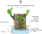 lucky Brazilian Wood, Brazilian Lucky Wood plant, Eco-friendly indoor plant, Home decor plant, Low-maintenance plant