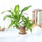 lucky Brazilian Wood, Brazilian Lucky Wood plant, Eco-friendly indoor plant, Home decor plant, Low-maintenance plant