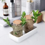 lucky Brazilian Wood, Brazilian Lucky Wood plant, Eco-friendly indoor plant, Home decor plant, Low-maintenance plant